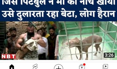 pitbull story cow neelu shekhawat article