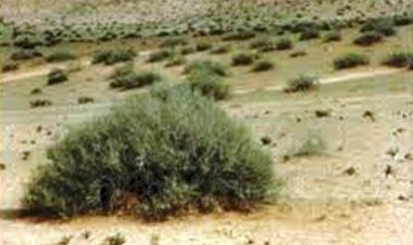 maharaja raisingh bikaner