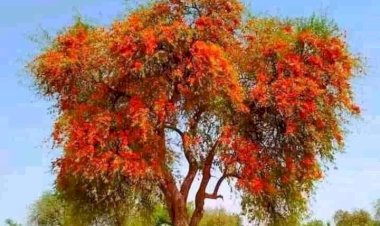 flowers of rajasthan