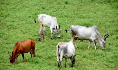 manfuli by neelu shekhawat