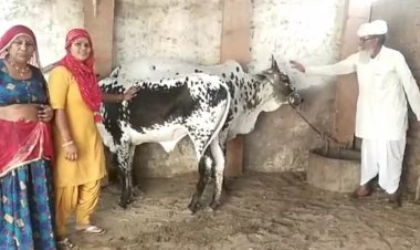 police use dna test to match cow with owner for the first time in rajasthan