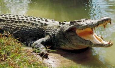 20 years old man attack by crocodile going to farm when crossing river in rawatbhata