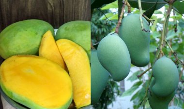 mango is king of fruits but how did it become langda