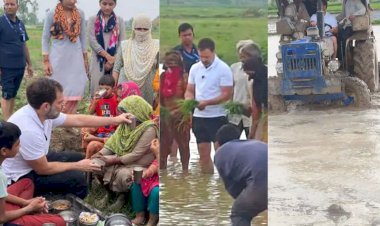 rahul gandhi seen drive tractor in field early morning planting paddy in fields