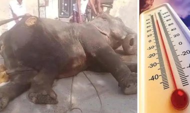 the elephant fell unconscious due to the scorching heat which also broke the wall of the house possibility of storm and rain in the city from tomorrow