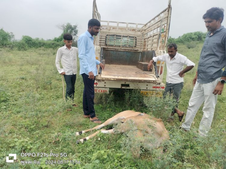 youth saved nilgai from the clutches of dogs