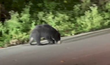 danger of bears increasing in mount abu