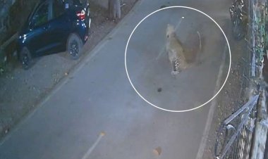 fear of panther in populated area made dog its victim