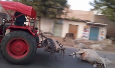 sirohi a shameful case of cows being disrespected sirohi a dead cow was dragged away by a tractor