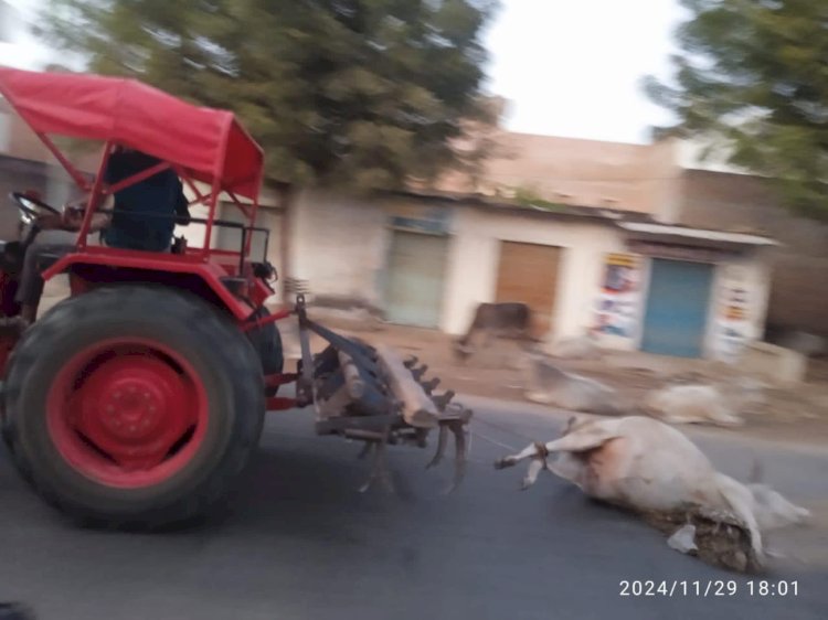 sirohi a shameful case of cows being disrespected sirohi a dead cow was dragged away by a tractor