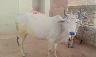 sirohi rajasthan cow by police constable