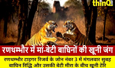 ranthambore mother riddhi daughter meera territorial fight jungle shook