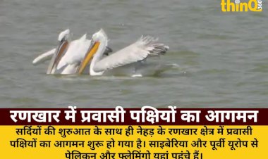 nehda rankhar migratory birds pelican flamingo arrival