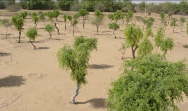 barmer 80 percent guggul finished khejri drying 20 percent annually