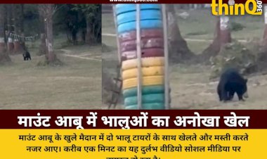 mount abu bears playing video viral
